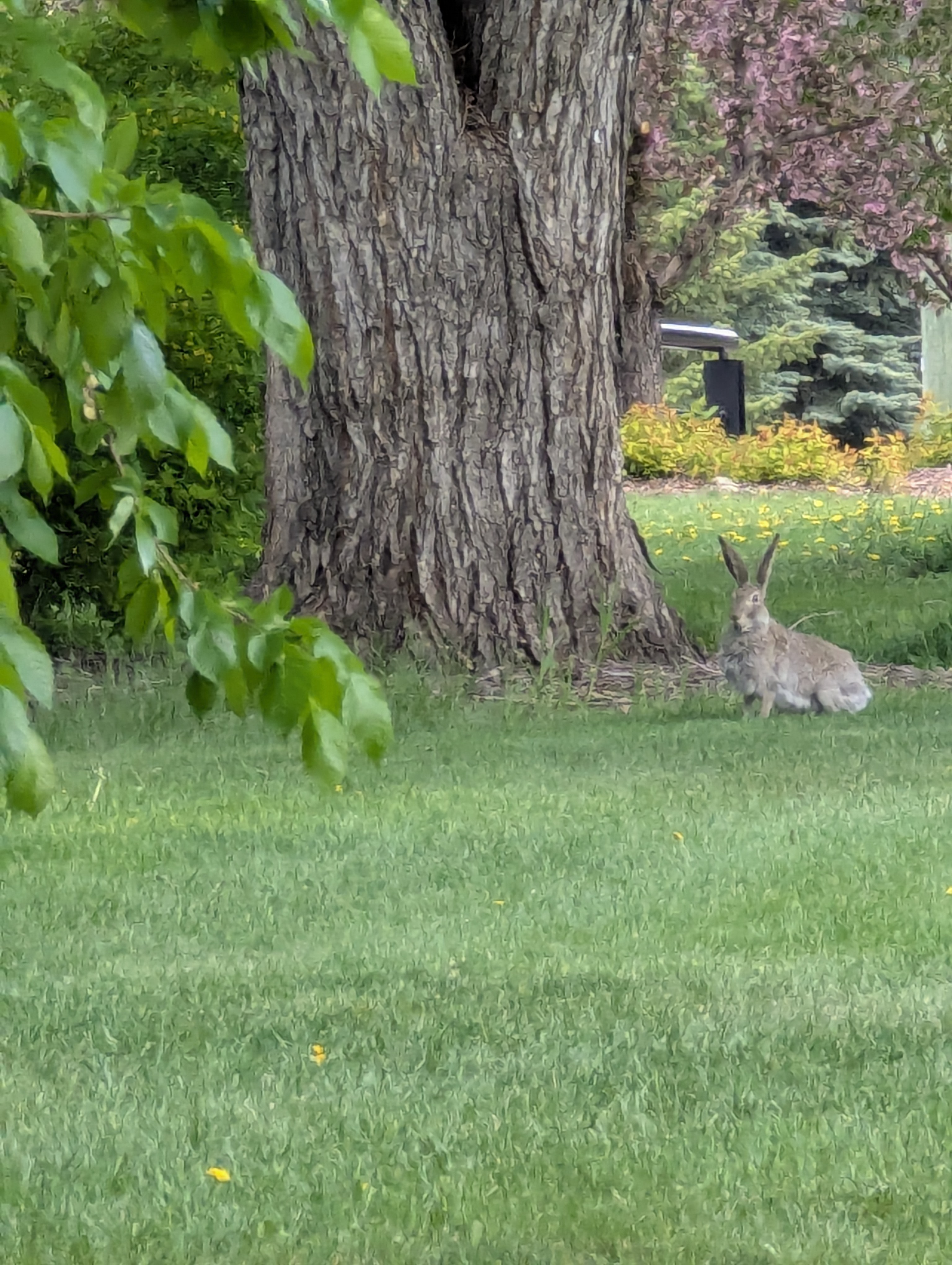 Birthday Trip to Canada, rabbit, Edmonton